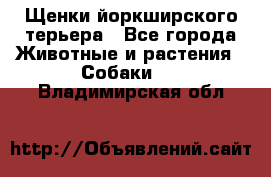 Щенки йоркширского терьера - Все города Животные и растения » Собаки   . Владимирская обл.